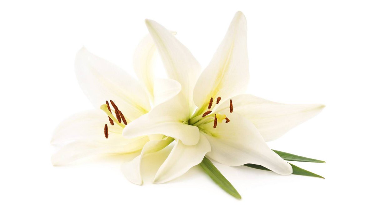 Белая Лилия на Светлом фоне