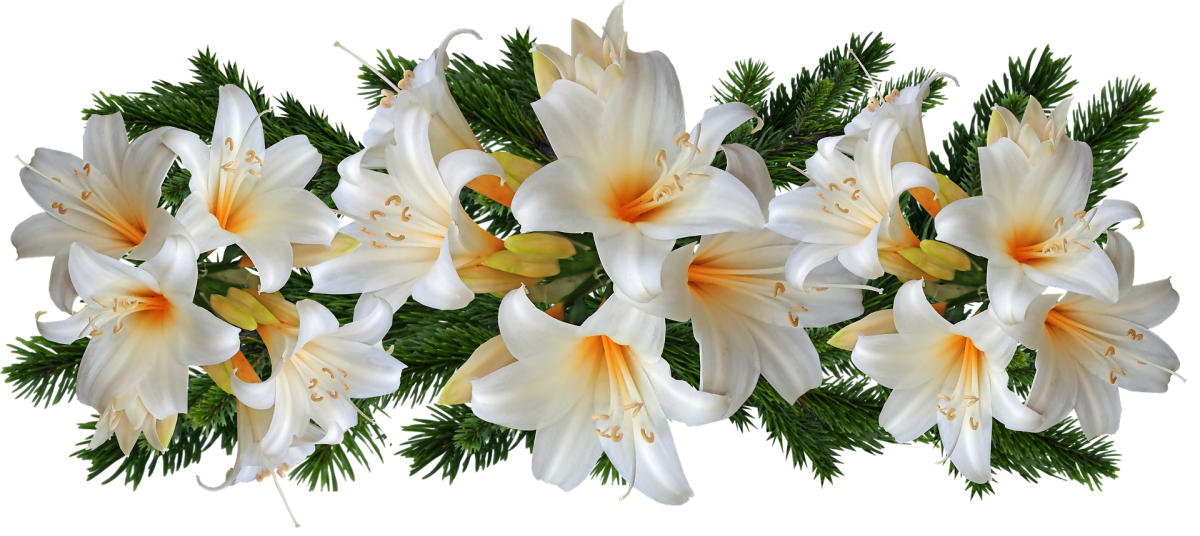 Букет лилий на белом фоне