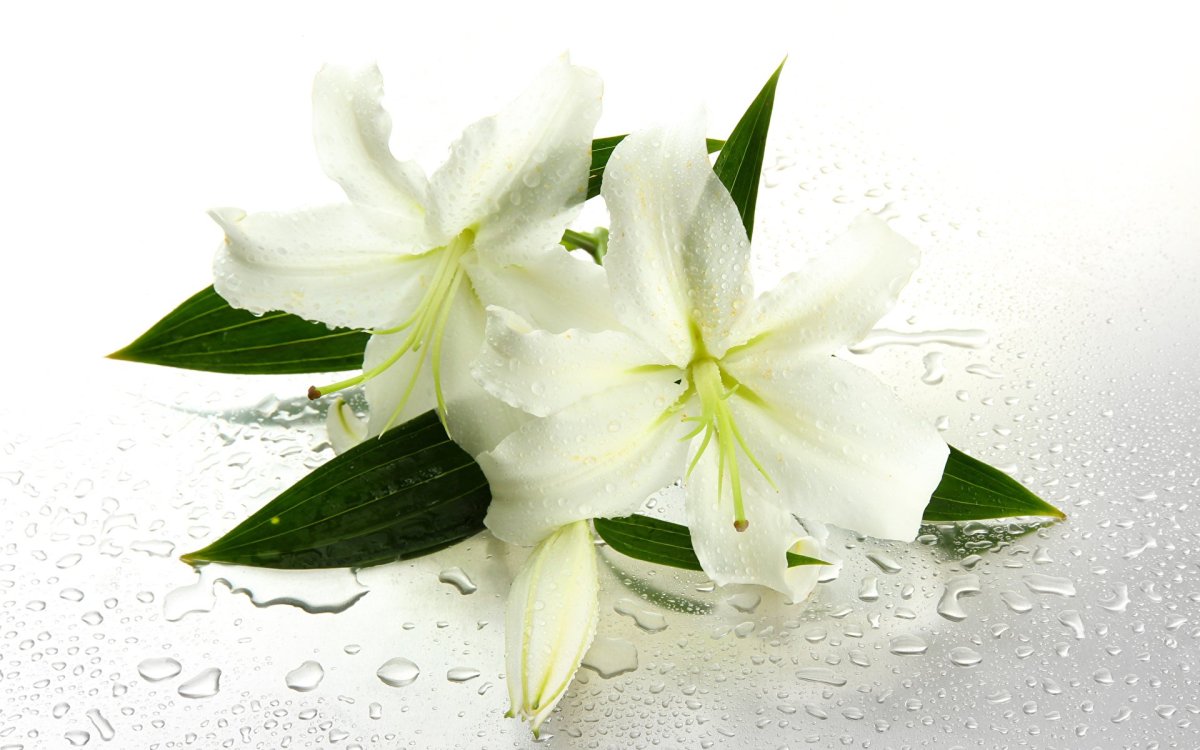Лилия на белом фоне