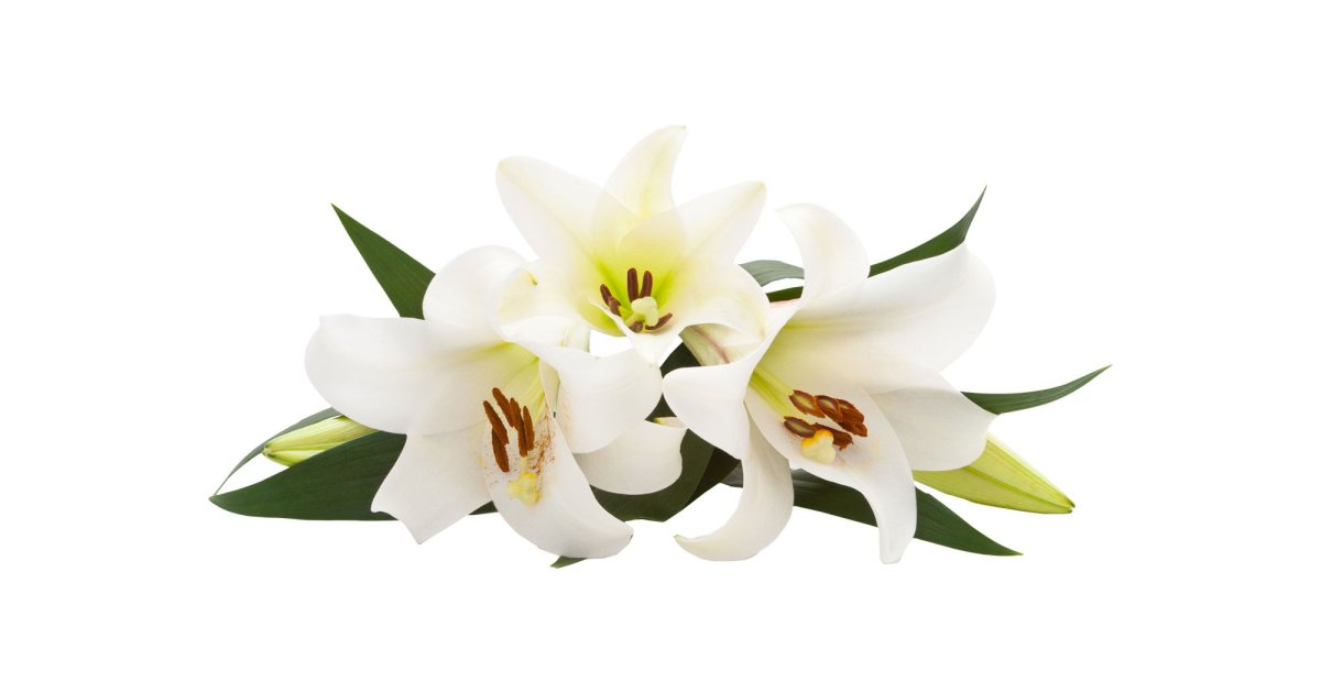 Лилия белая