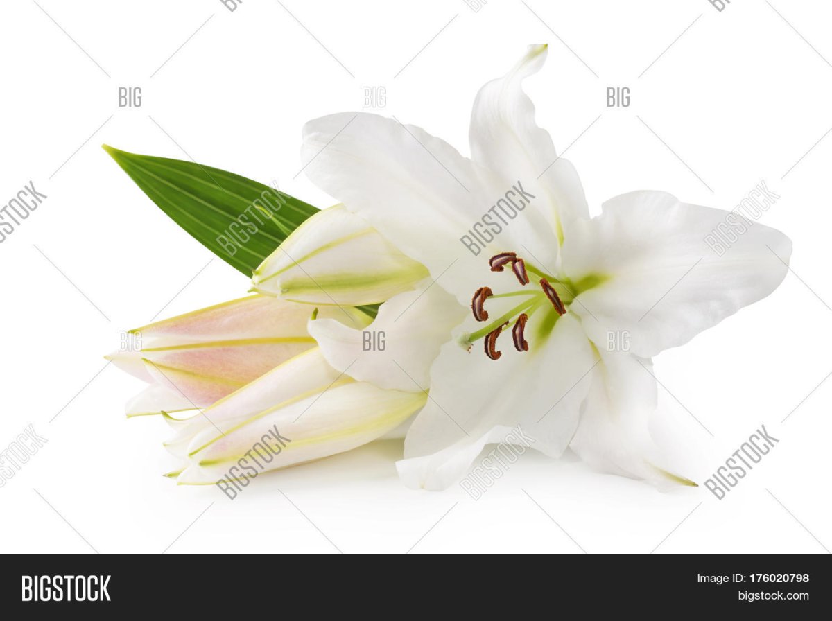 Лилии семена на белом фоне