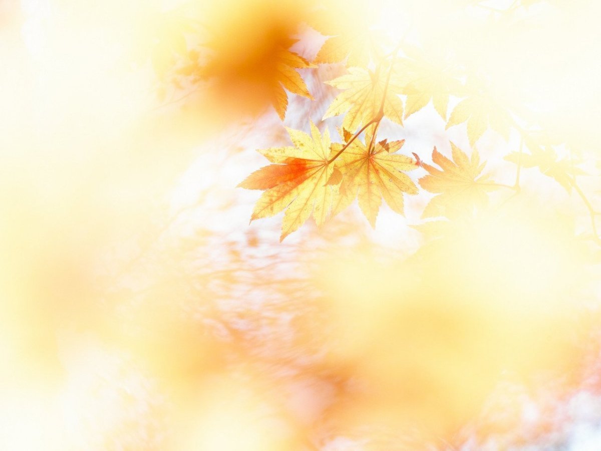 Фон для презентации осень