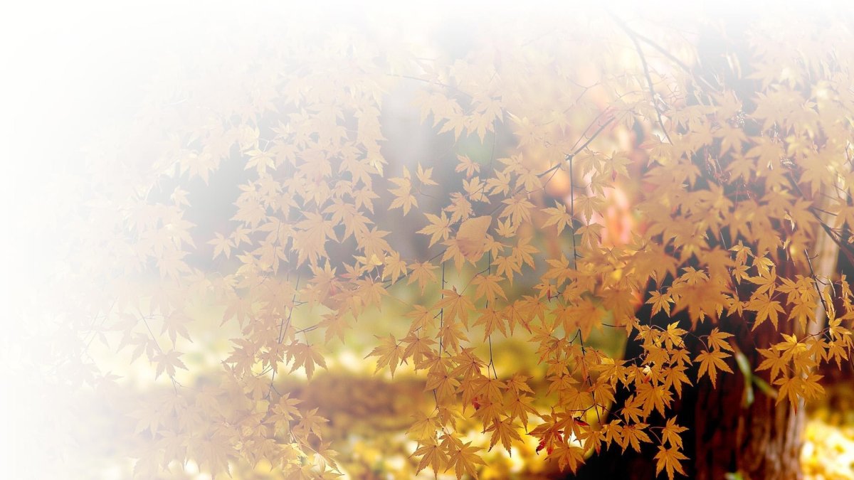 Нежные осенние листья