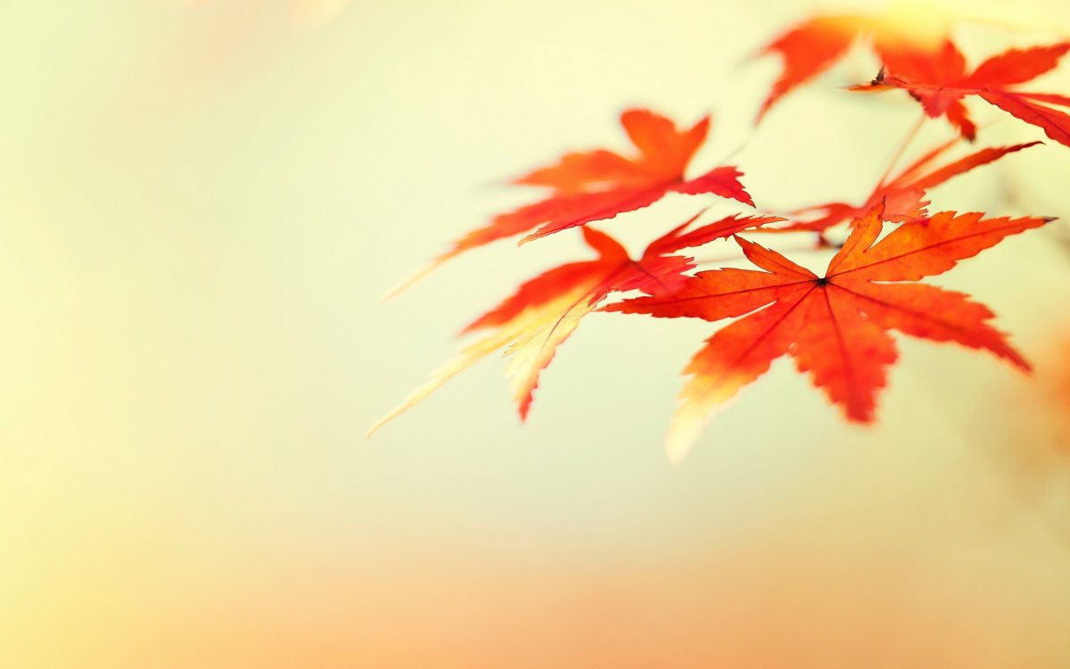 Осенний фон для презентации