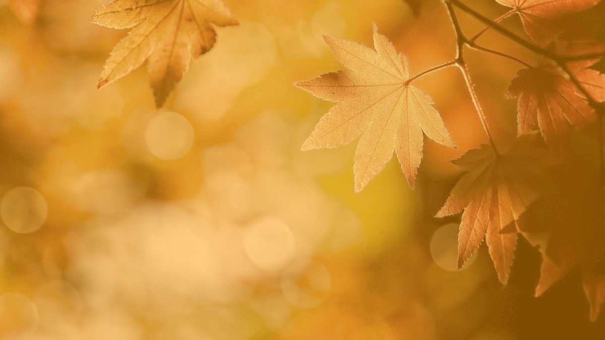 Осенние листья фон