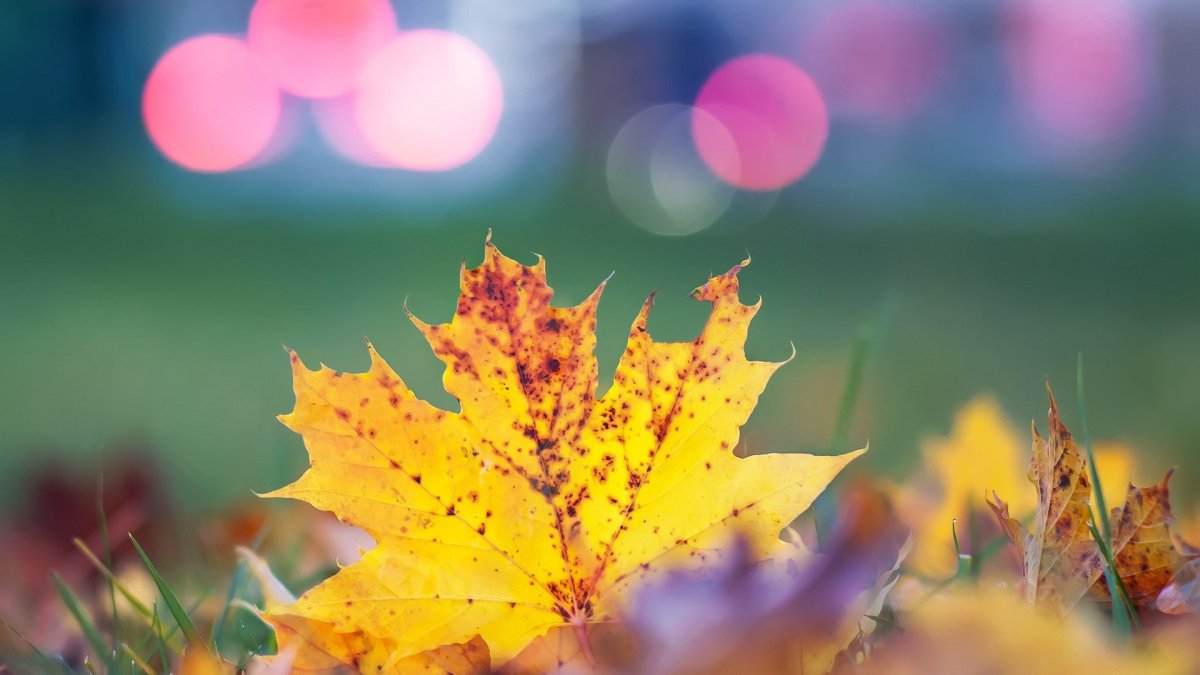 Осенний фон