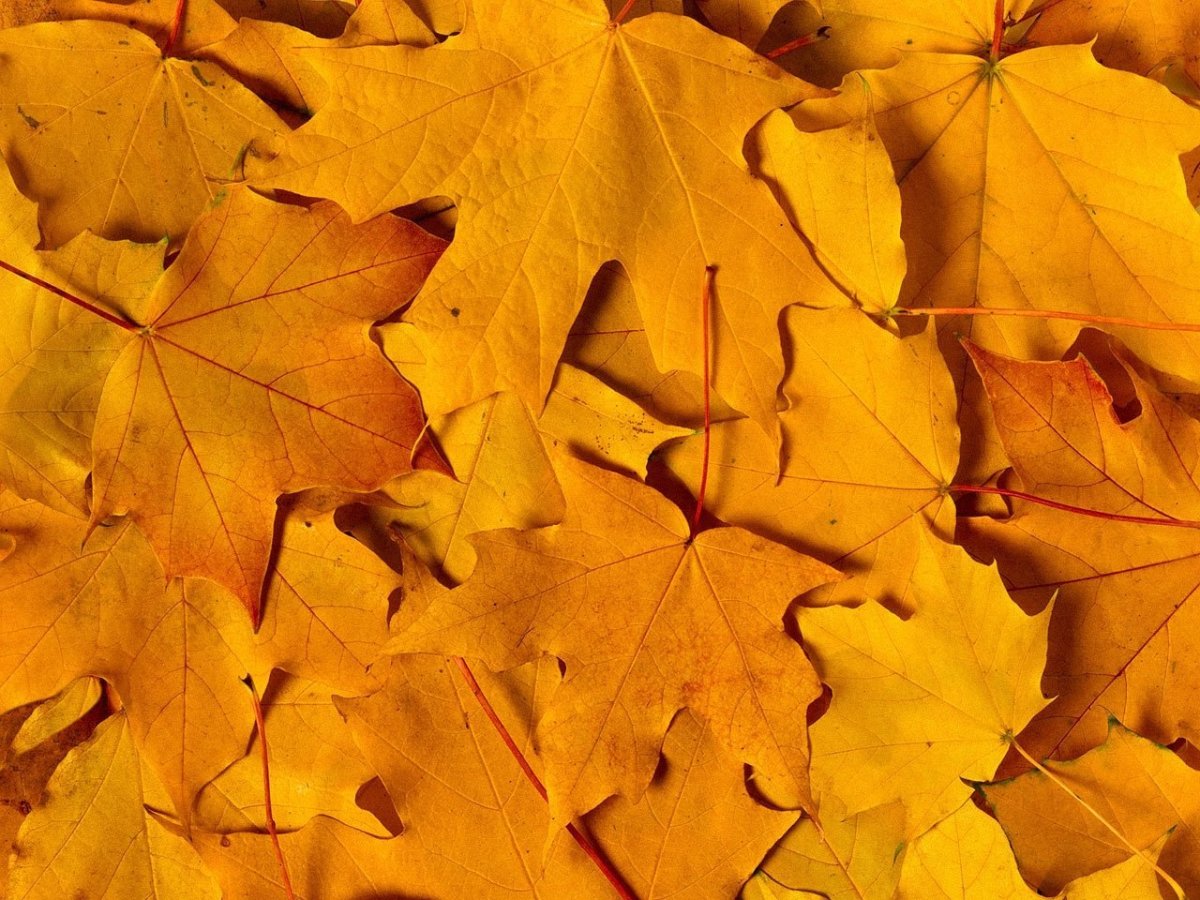 Осенний фон для презентации