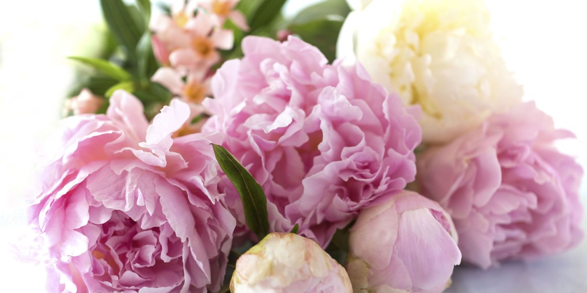 Цветок "пион"