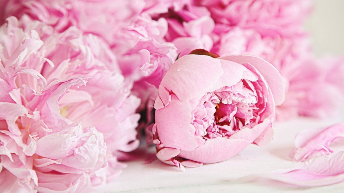 Обои на рабочий стол Пио