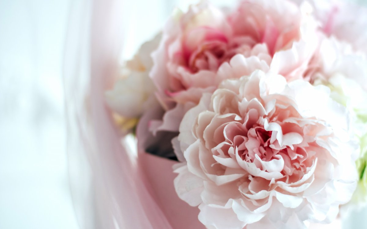 Нежные пионы