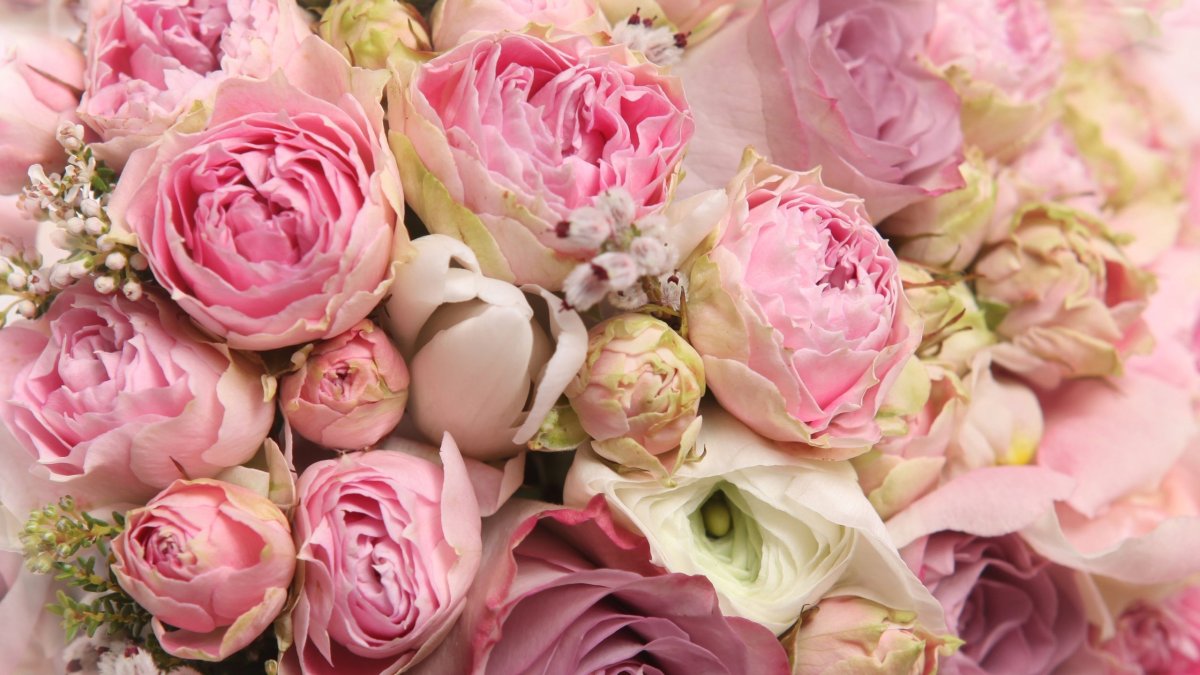 Пион нежно-розовый