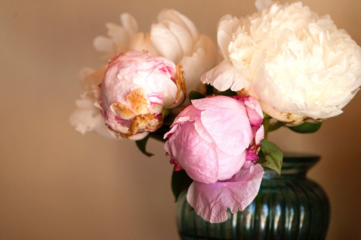 Пудровые пионы
