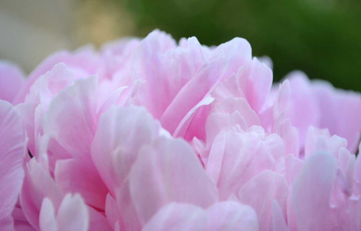 Пастельный Ганс пион