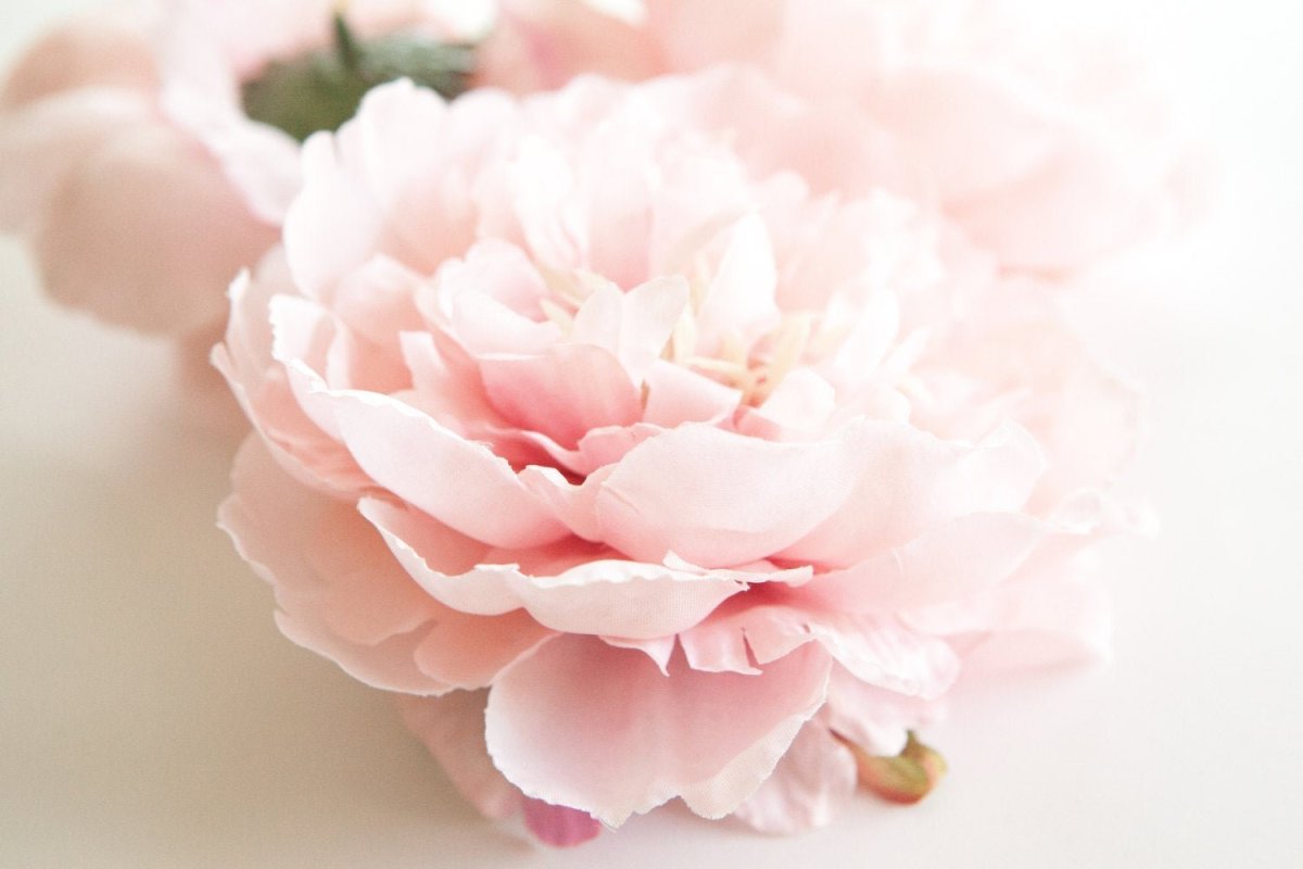 Белые пионы