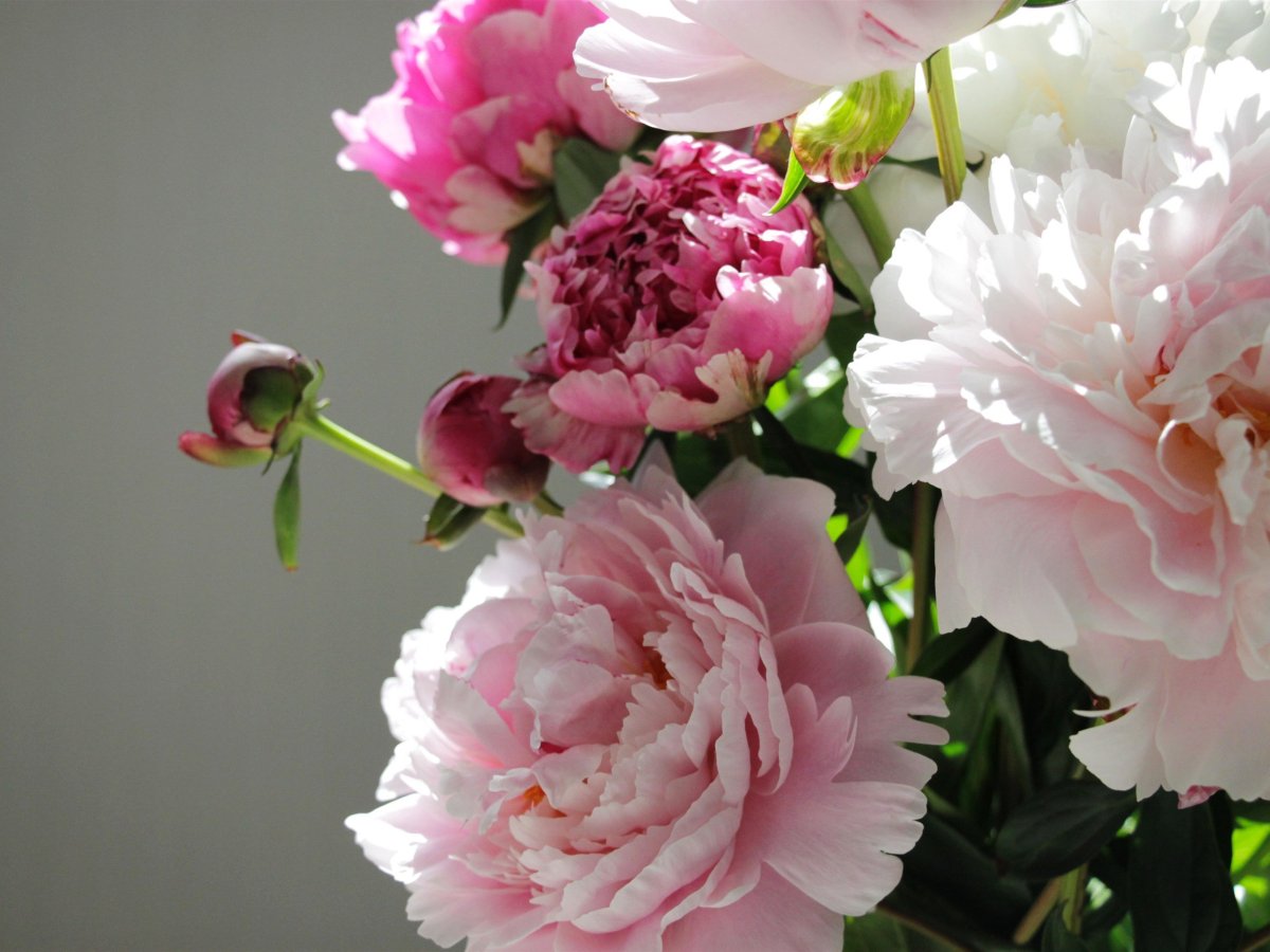 Белые пионы