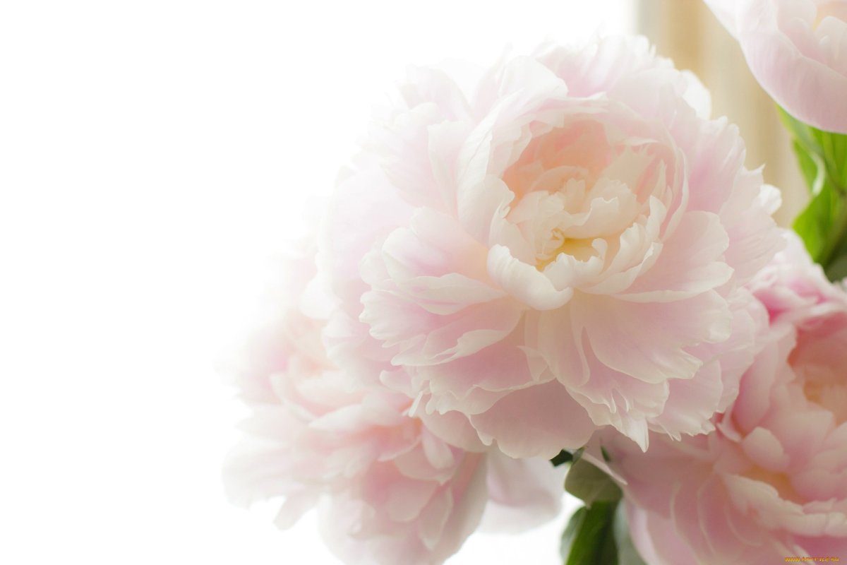 Мраморные пионы