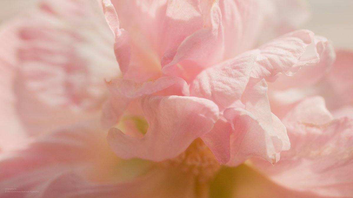 Пион нежно-розовый