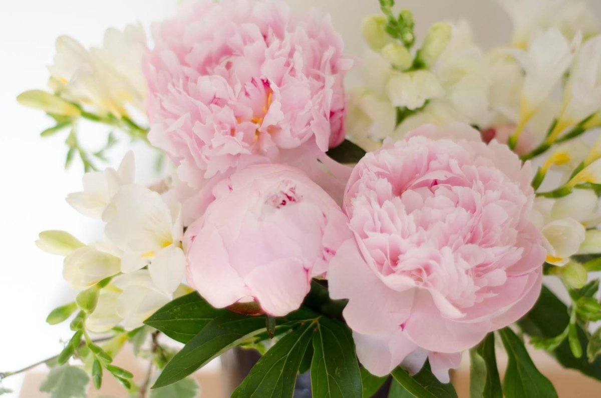 Jo Malone Peony blush Suede