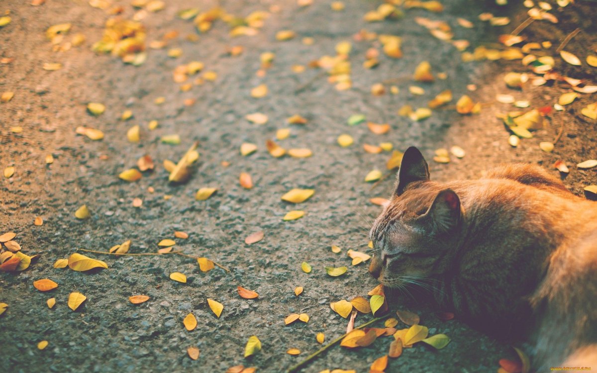 Осенний кот