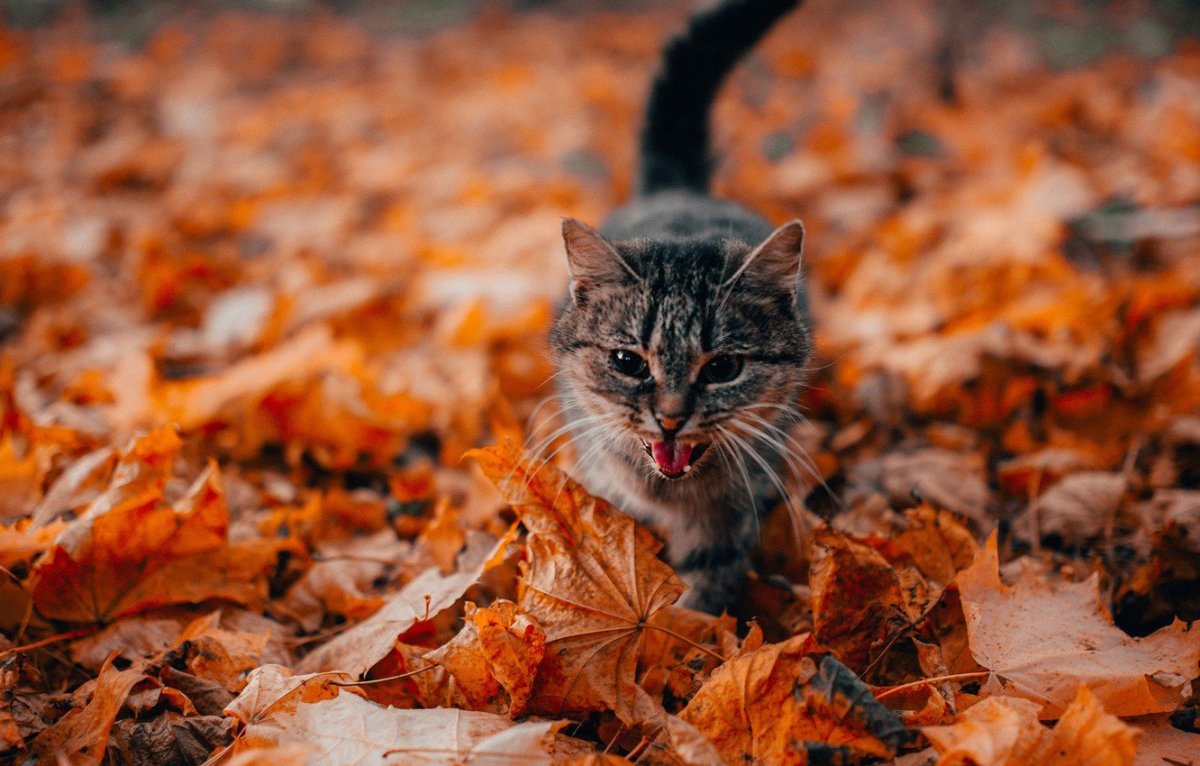 Кошка осень
