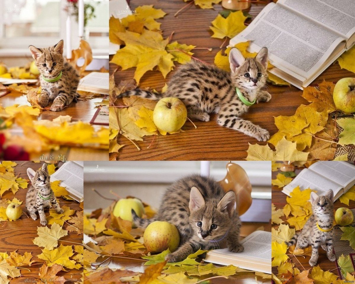 Осенние кошки