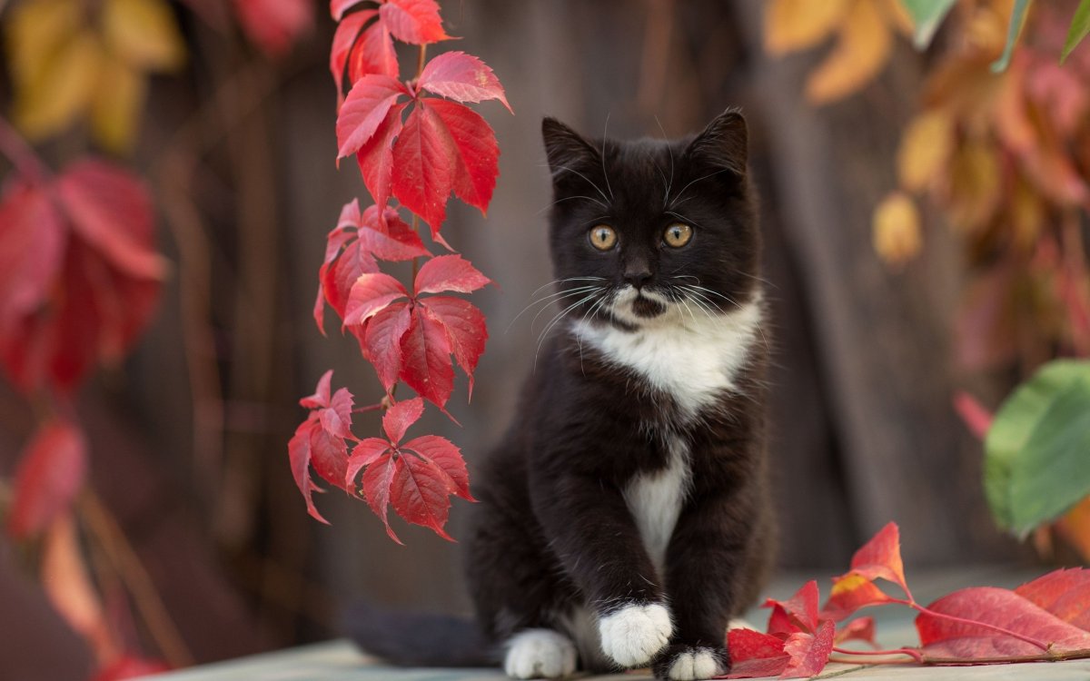 Котик осень