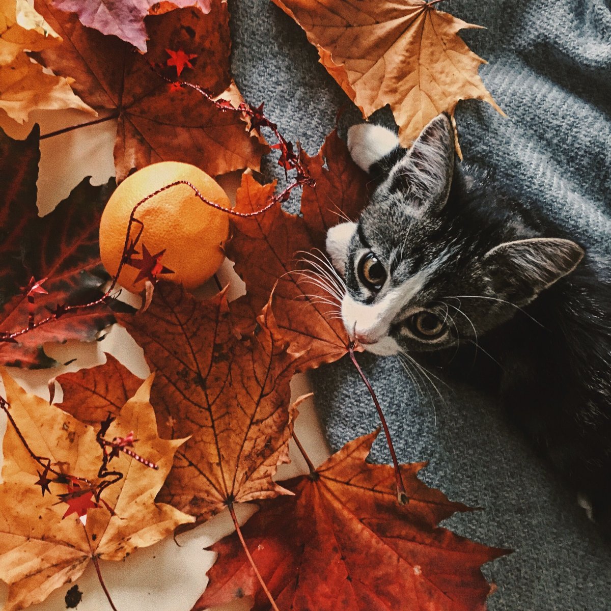 Осенняя Эстетика котики