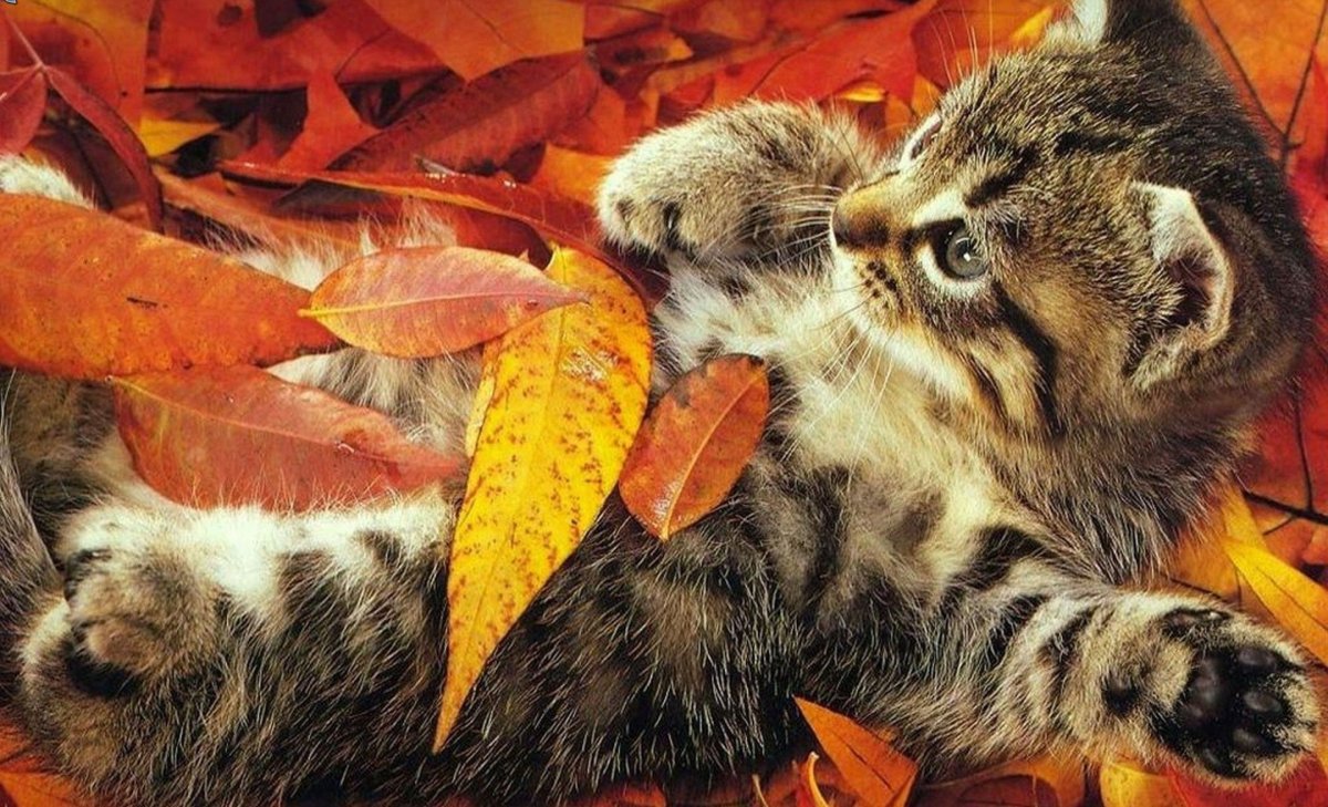 Котята осенью