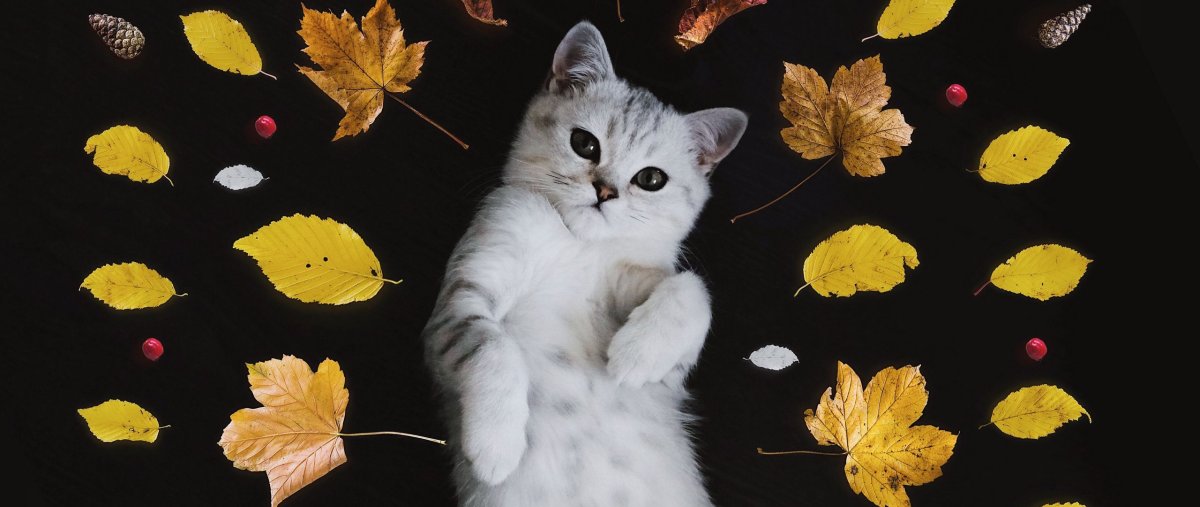 Осень животные