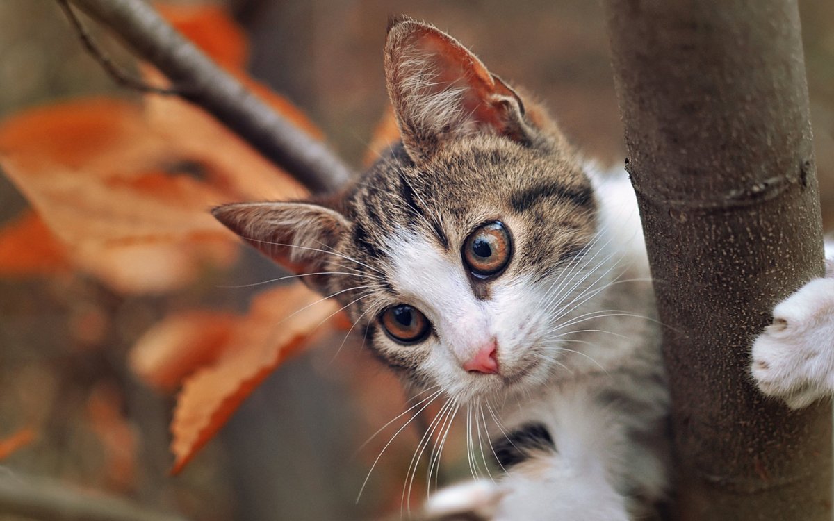 Осенний кот