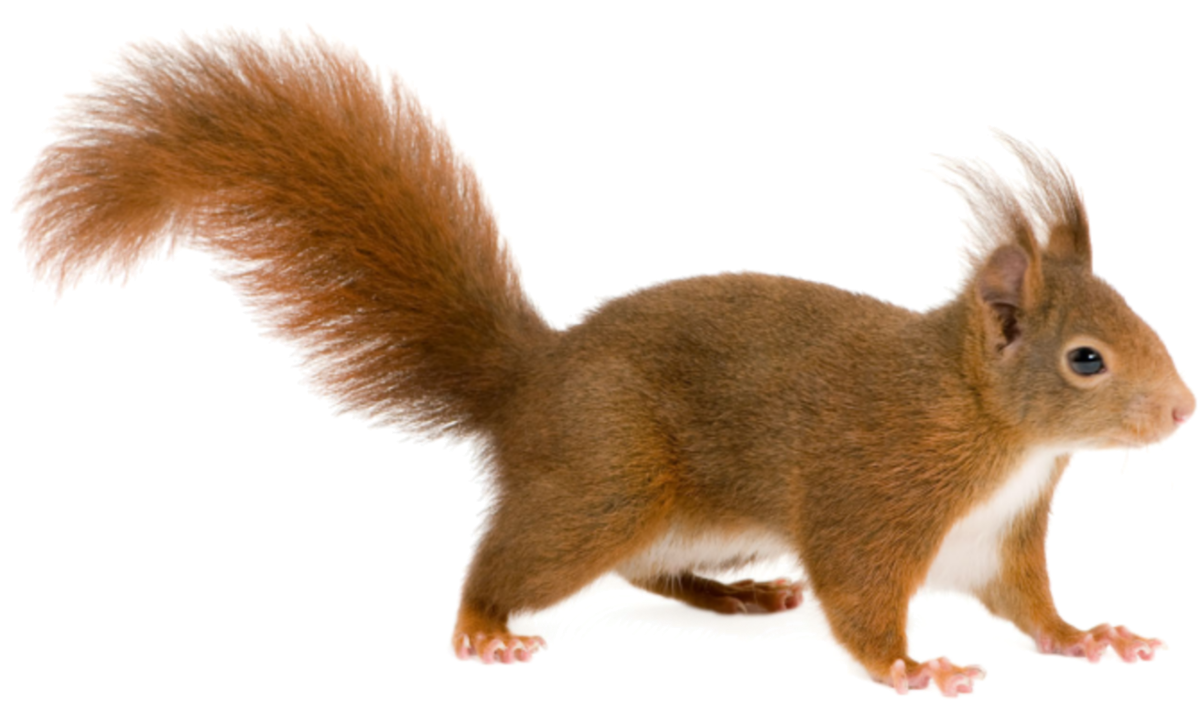 Белка на прозрачном фоне