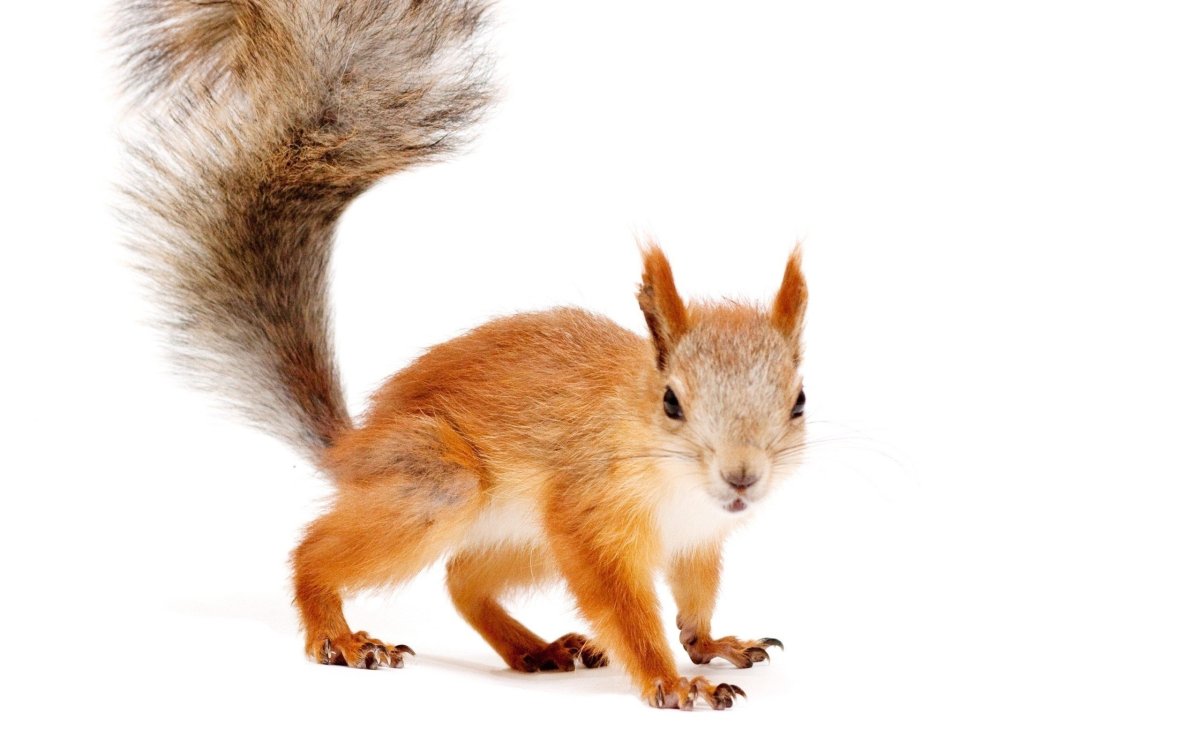 Белка на белом фоне