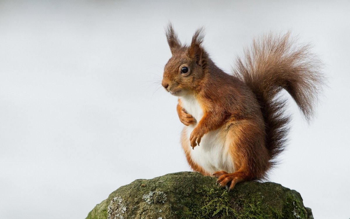 Белка на белом фоне