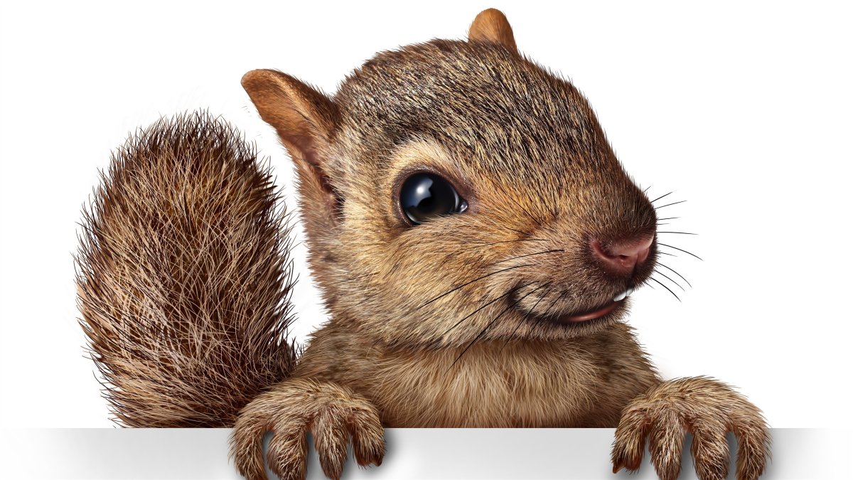 Белочка на белом фоне