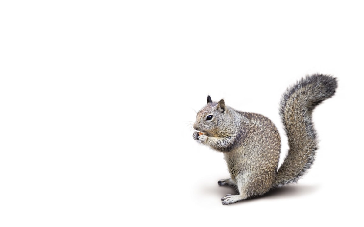 Белка на белом фоне