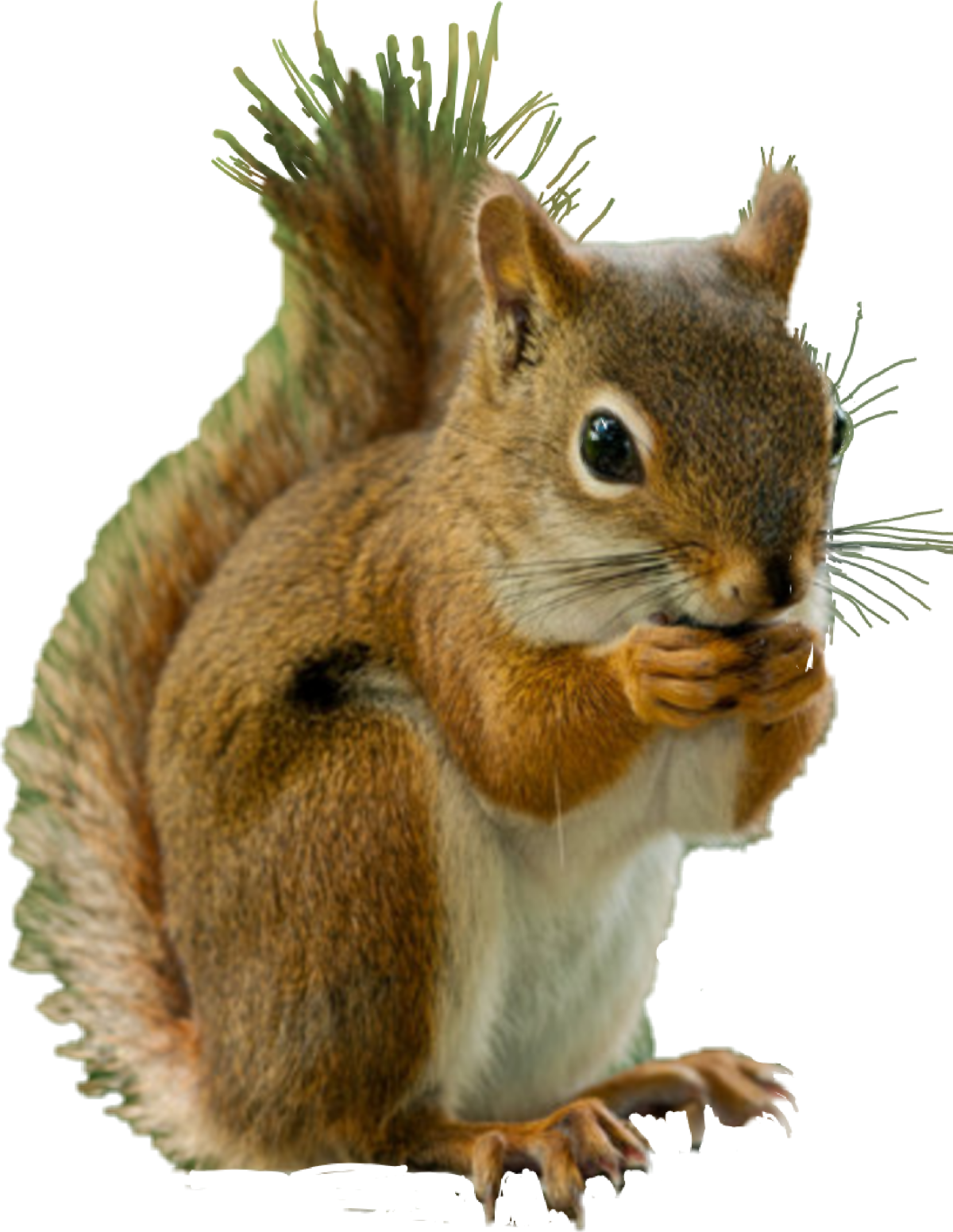 Белка на прозрачном фоне