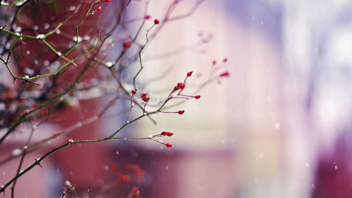 Бледно розовые цветы