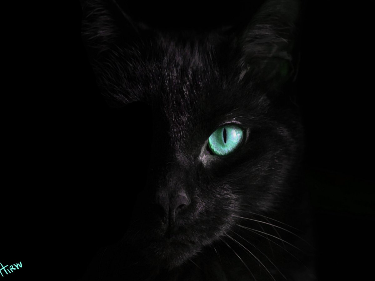 Черные кошки бирюзовыми глазами