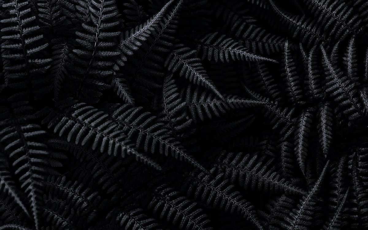 Черный папоротник