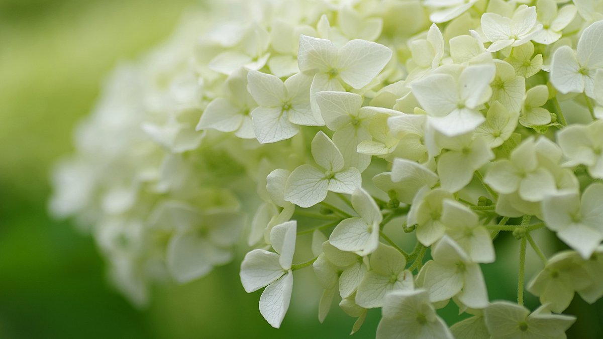 Гортензия метельчатая макро