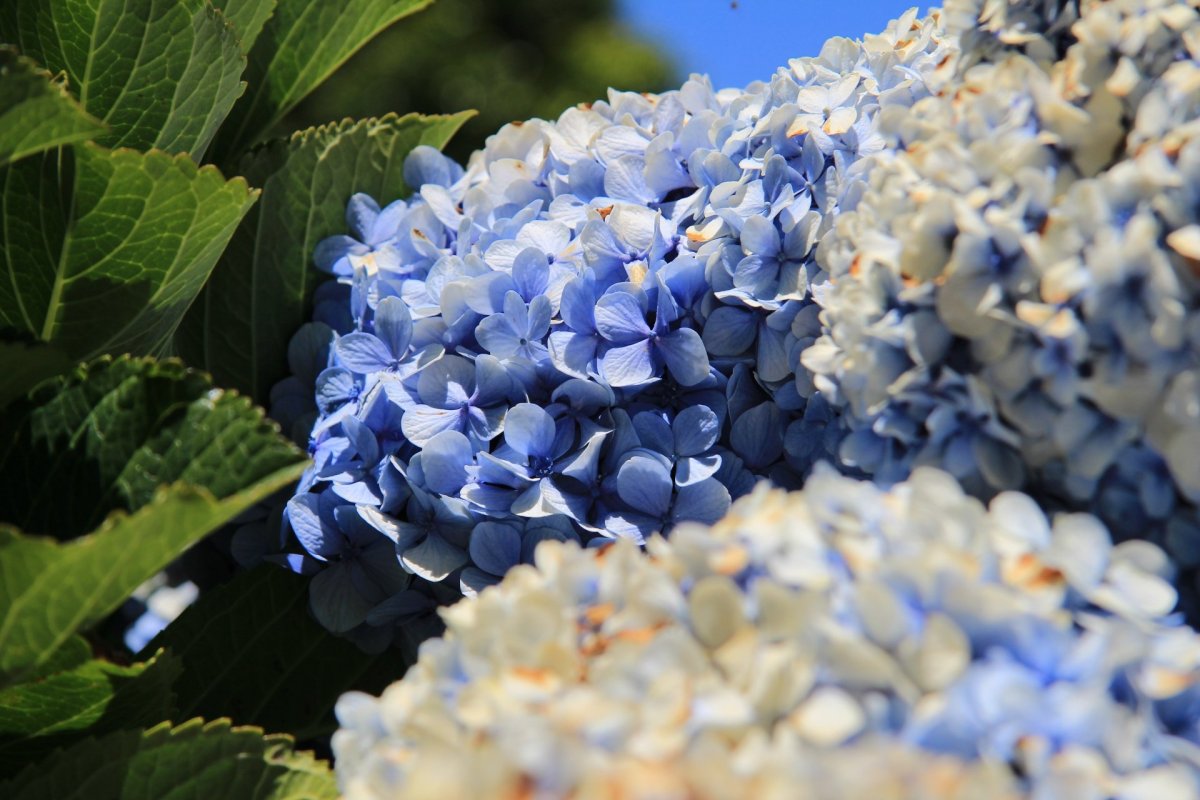 Гортензия крупнолистная Bavaria