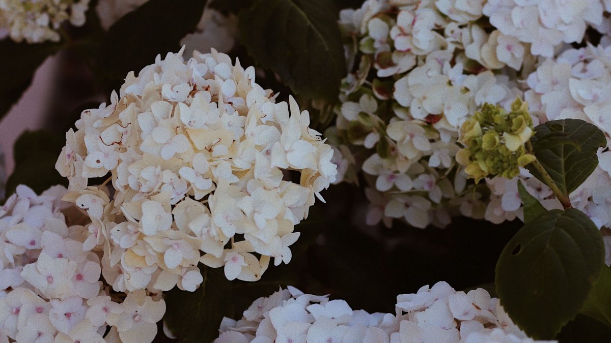 Гортензия Ливадия