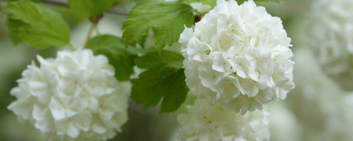 Белая гортензия макро