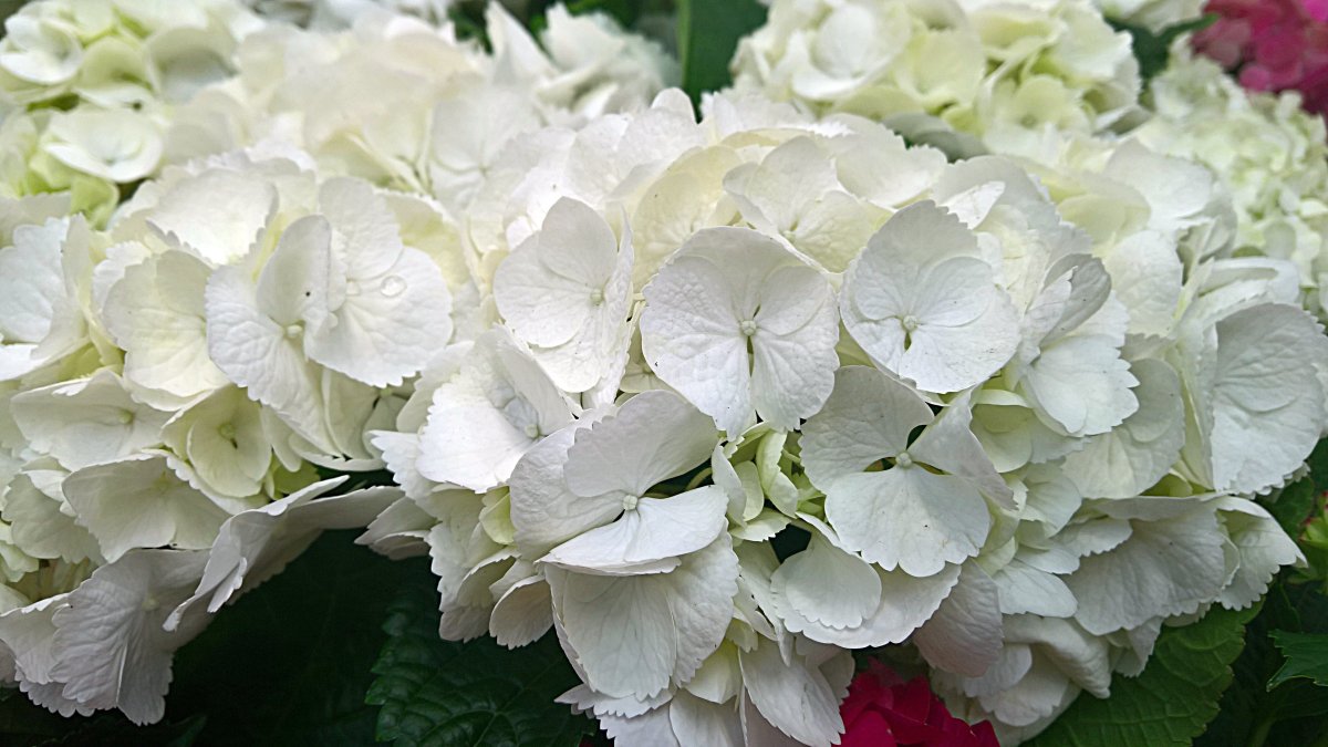 Гортензия Диамантино Diamantino