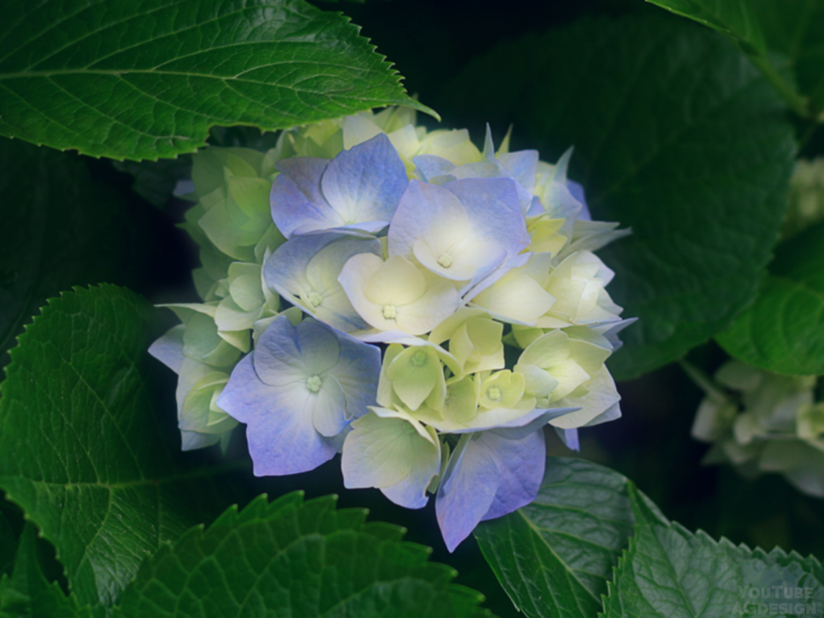 Гортензия крупнолистная желтая