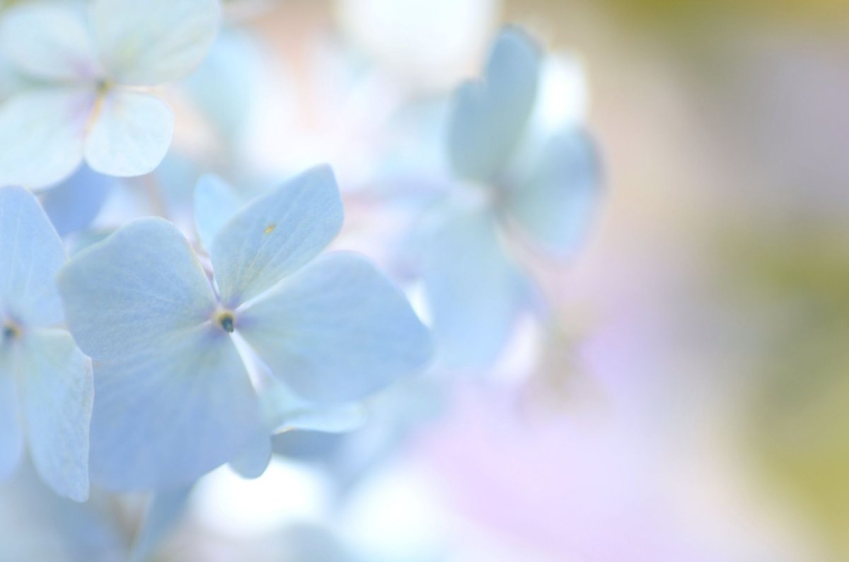 Гортензии фон нежный