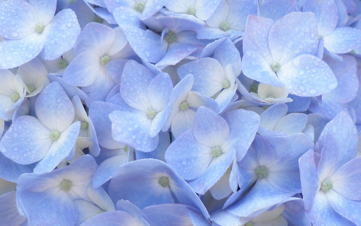 Гортензия голубая (в тубе)