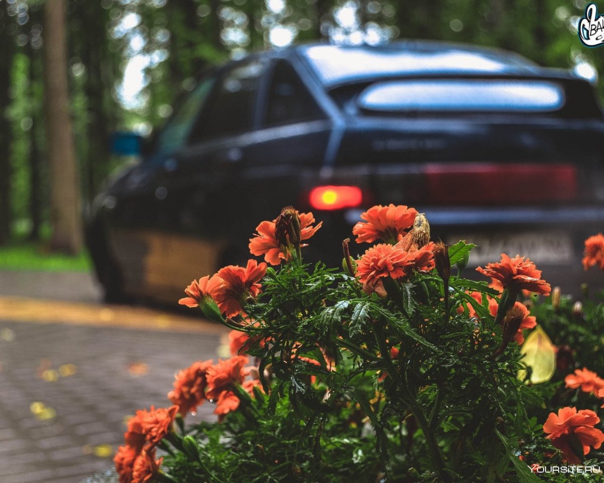 Цветы в мерседесе