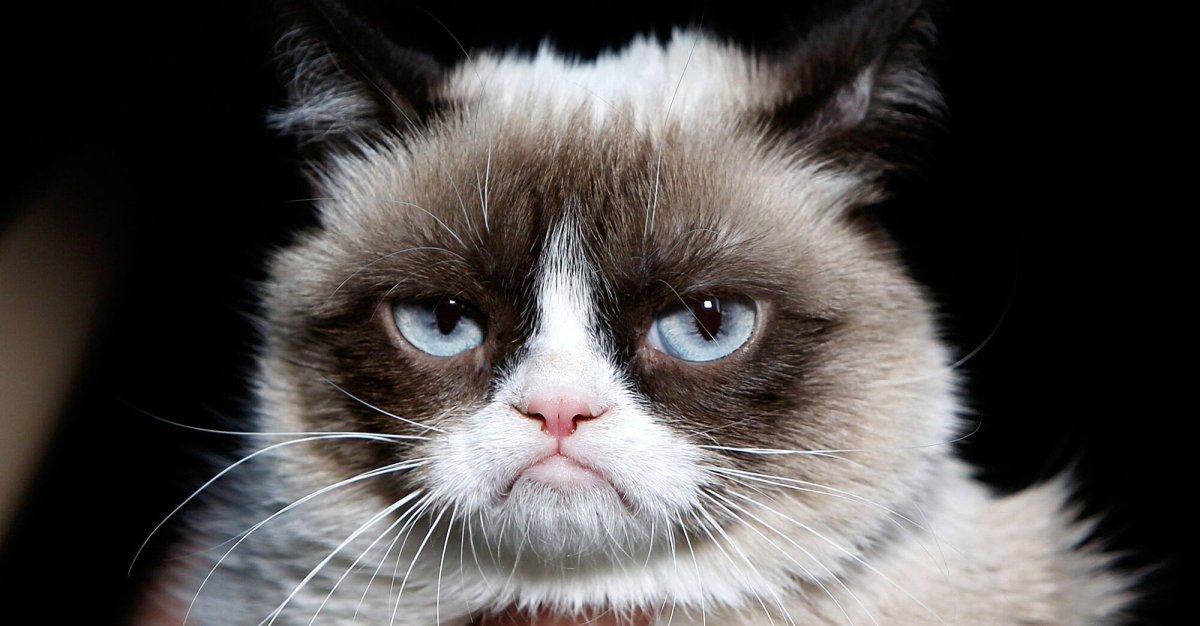 Угрюмый кот Тард