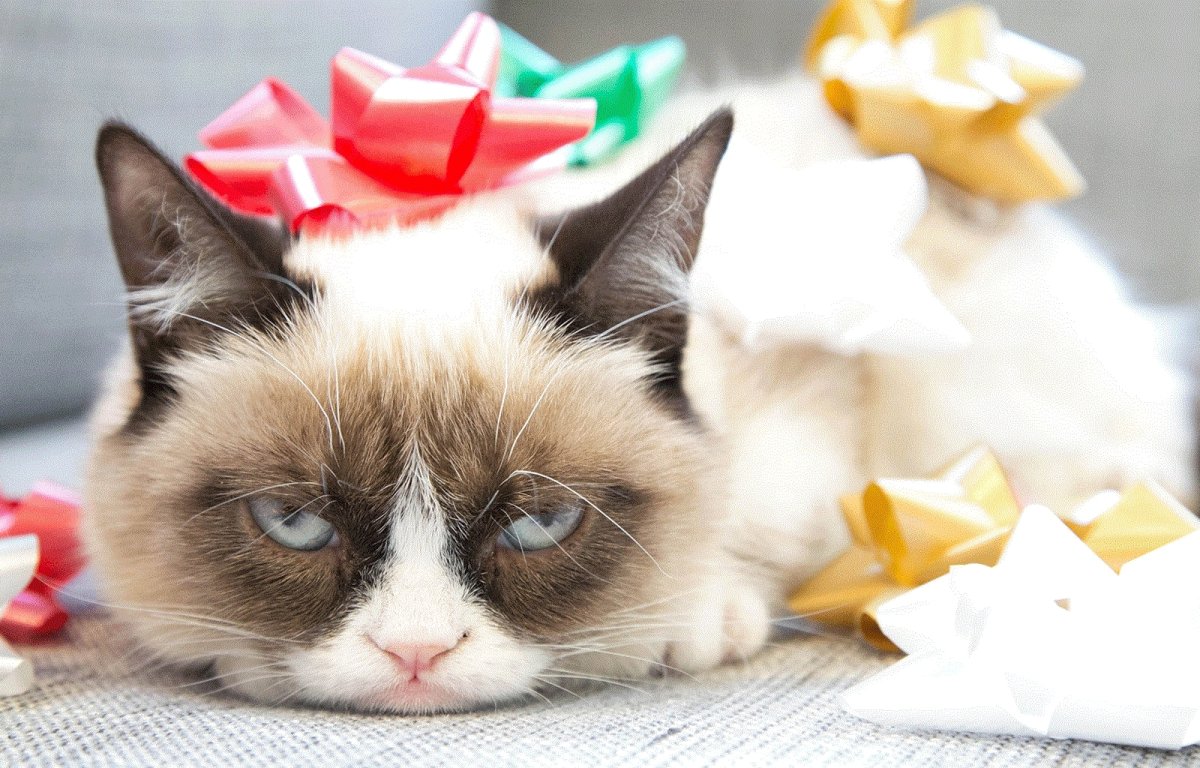 Недовольный кот